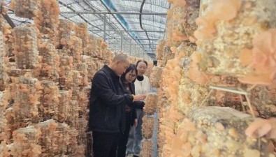 甘肃渭源：东西协作助力菌业振兴