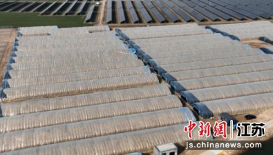 江苏丰县：1500亩菌光互补产业园落地，村集体年增收10倍