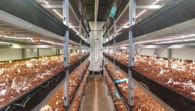 调研“烤种一体”食用菌智慧种植项目，有望纳入农机补贴范畴