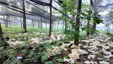 黑龙江宝山林场：试种珍稀食用菌成功