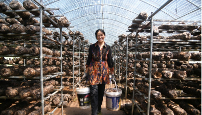 山西：闻喜县石门乡香菇年种植量300万棒  年总产值突破2400万元