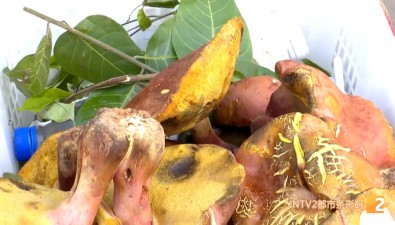云南毒菌名单新增3种毒蘑菇，红见手青被“除名”