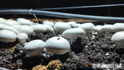 新疆奎屯市开干齐乡：创新蘑菇种植技术，提高质效