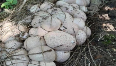 贵州省生物研究所开展油茶套种红托竹荪试验取得阶段性成功