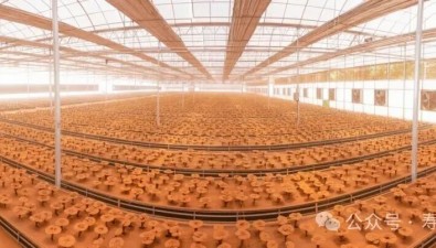 国家标准《灵芝栽培及采收技术规程》发布，2025年12月1日起正式实施