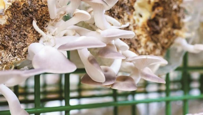 四川：盐边县“菇立方”项目正式投产，科技赋能食用菌产业