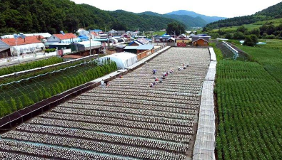 吉林安图县：明月镇8个村发展木耳产业，种植112.4万袋