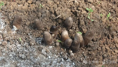 湖南邵东：仁泉新村首茬草菇破土