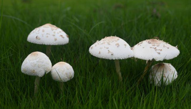 广西桂林：已知的真菌种类有440种