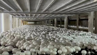 上海：崇明区中兴镇引进双孢蘑菇工厂化生产基地