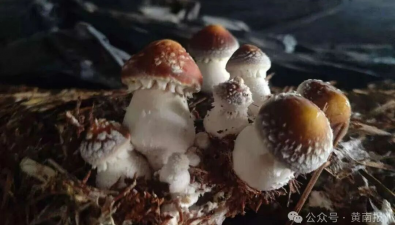 青海黄南州：首次种植赤松茸成功