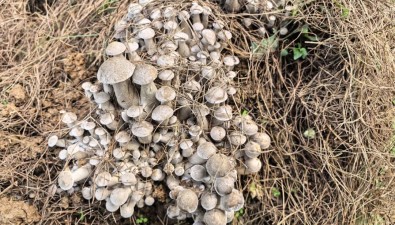 云南隆阳瓦窑镇：核桃林“一亩生两金”，林下菌菇种出致富路
