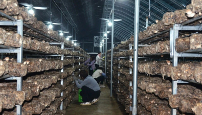 河北：迁西县庚水众盛香菇基地鲜菇成市场“抢手货”