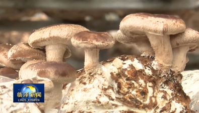 甘肃临泽：年产1.68万吨菌菇，戈壁滩绽放“致富花”