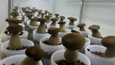牛肝菌MNP分子标记数据库发布，助力菌株精准鉴定与高效育种