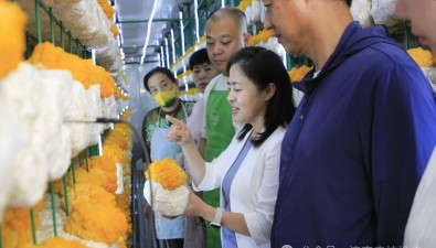 济南市食用菌产业技术创新团队开展食用菌关键技术指导