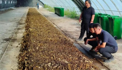 辽宁盘锦：种完香菇种草菇，“休假”大棚也能抽空多挣钱