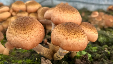 吉林凉水镇：榛蘑人工种植技术取得突破进展