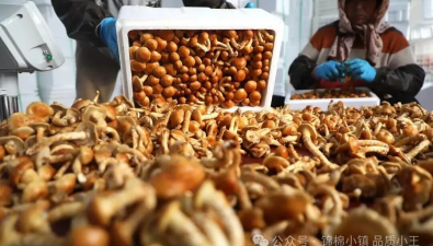 山东无棣：智慧方舱滑子菇喜获丰收，产销两旺