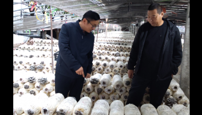 山东省食用菌德州综合试验站指导菇农科学应对连续阴雨