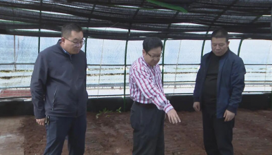福建农科院食用菌专家赴宁夏隆德指导红松茸栽培技术