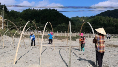 贵州：三穗县羊肚菌种植基地棚架搭建忙