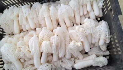 贵州织金：智能大棚竹荪抢鲜摘，每棚产值25.8万元