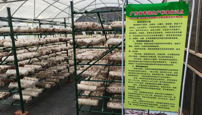 “广东省香菇生产标准化试点”项目顺利通过验收