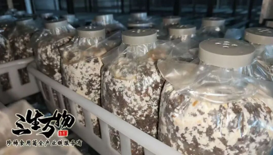 章丘食用菌科技小院获批国家级科技小院