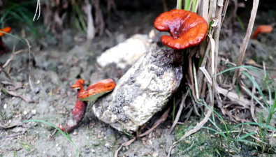 福建浦城:“薏米+灵芝”一地两种,生态经济双收