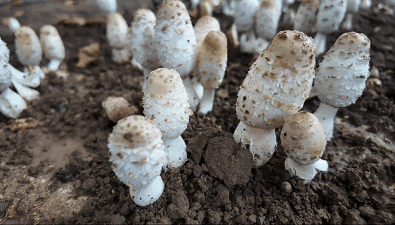 北京顺义:林下食用菌新鲜上市