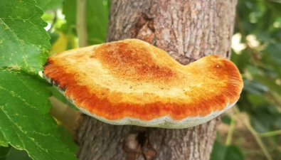 山东临清：规划引领、园区赋能，推动桑黄产业高质量发展