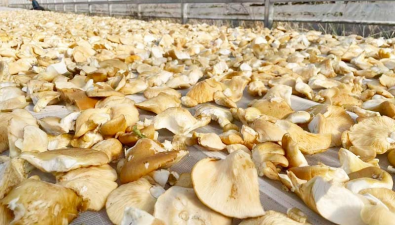 吉林：汪清县冻蘑丰收，总产量预计达4万斤