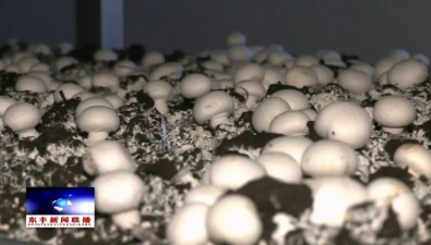 吉林东丰县食用菌三产融合示范产业园双孢菇产销势头旺