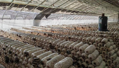 黑龙江兰西县：种菇巧打“错峰牌”，每个大棚经济效益7万多元