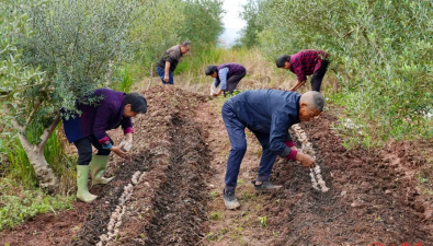 重庆合川：天佑村“油橄榄+食用菌”，一地两用多收