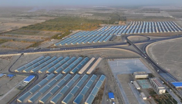 新疆若羌：菌菇采收正当时