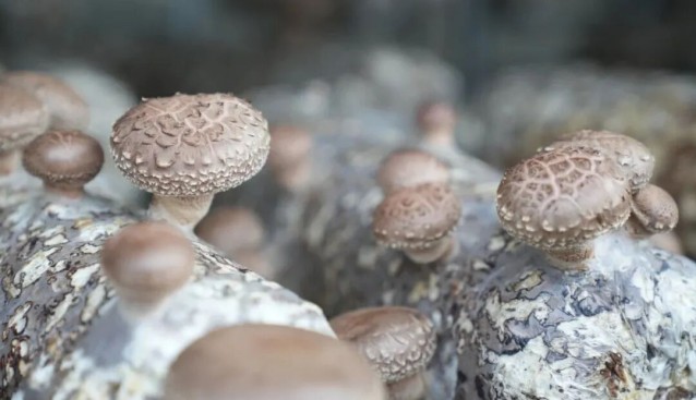 新疆若羌：菌菇采收正当时