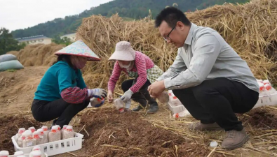 沪明合作：“申球2号”大球盖菇新品种为传统菌业注入活力