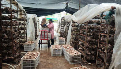 陕西丹凤县：年栽培香菇达1.2亿袋