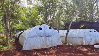 海南橡胶林成功引种红托竹荪，林下经济产值突破千万元