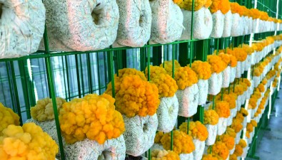 山东临清：以乡村振兴为引领，科技创新为驱动，推动金耳产业高质量发展