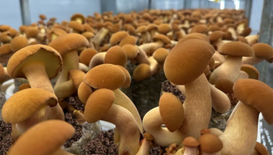 菌视界获国家发明专利授权，加速布局牛肝菌人工栽培新篇章