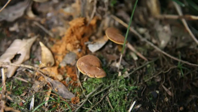 浙江磐安：发现牛肝菌新物种