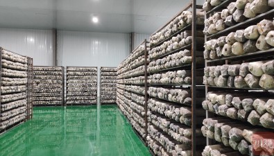 四川壤塘高原食用菌产业有了“最强大脑”