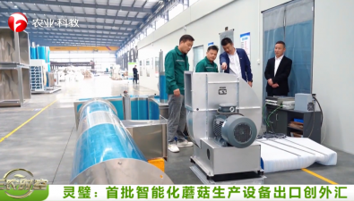 安徽灵璧：杨疃镇智能菌菇设备闯国际市场