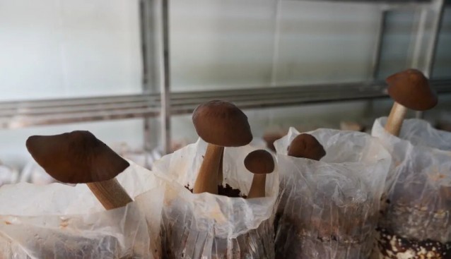 云南易门：食用菌种植基地加速建设