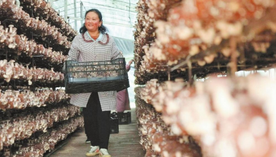 凯禾公司：适配不同种植模式和菌种，带动农户增收