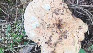 四川会东县：松乳菇仿生栽培成功