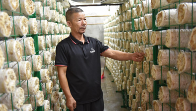 福建上杭县：蓝溪镇闲置烤房种秀珍菇促增收